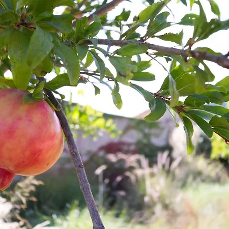 منزل للإقامة Lananai - Eco سان فيتو
